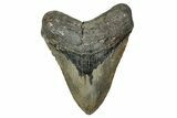 Fossil Megalodon Tooth - North Carolina #344055-1